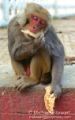 Macaque Eating Chapati